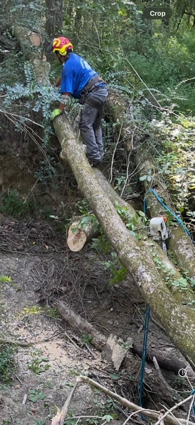 Climber working down a failed trunk — Aaron&rsquo;s Tree Service, Mid-South
