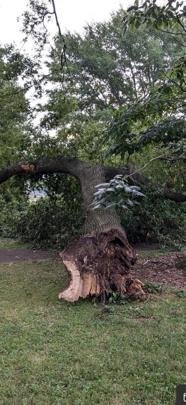Root plate failure &mdash; the whole tree lifted out of the ground — Aaron&rsquo;s Tree Service, Mid-South