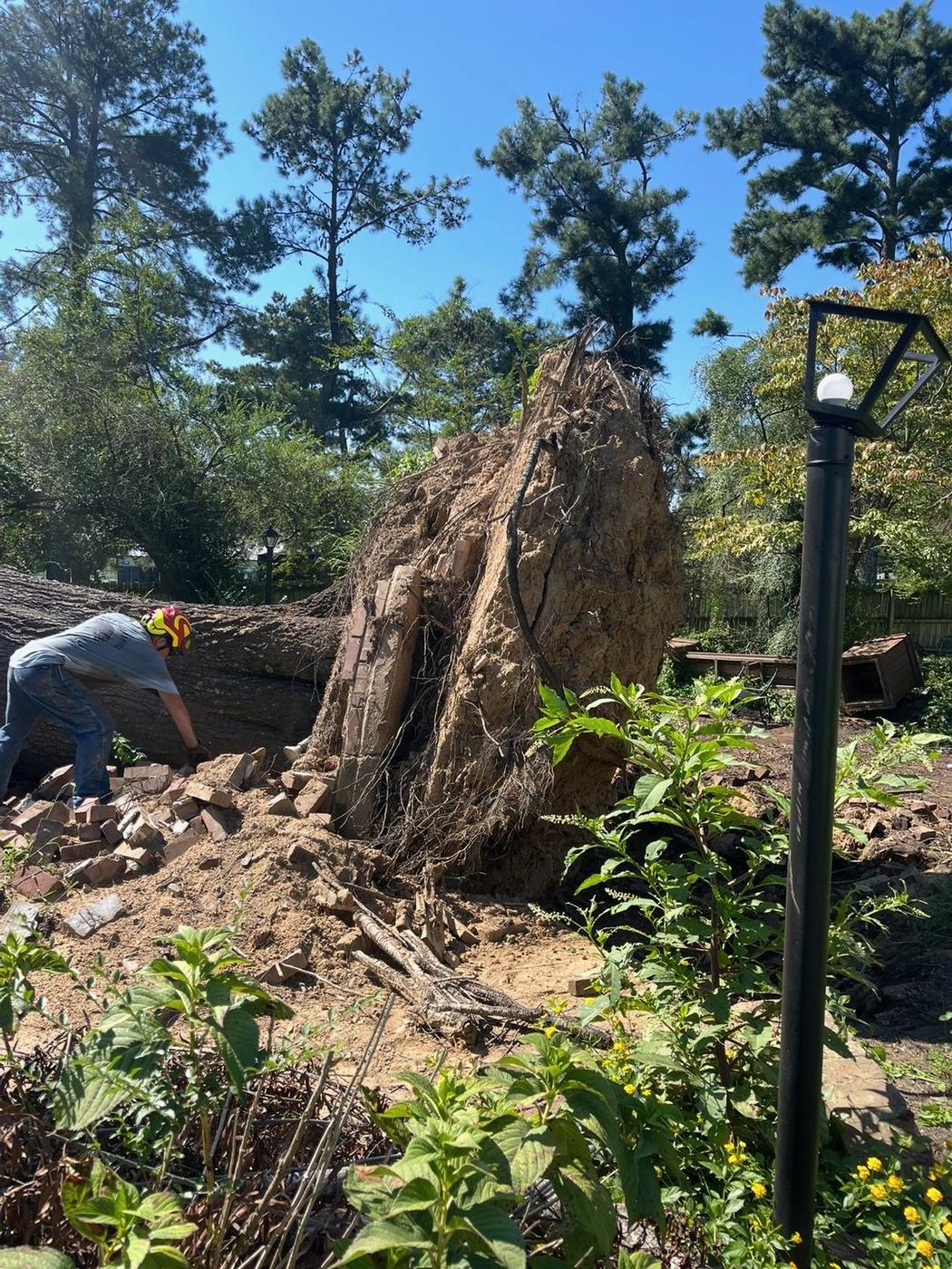 The root plate that came up with it — Aaron&rsquo;s Tree Service, Mid-South