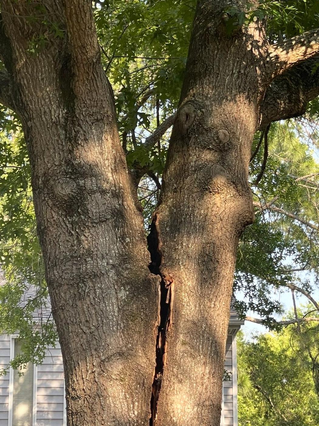 Split trunk &mdash; a failure waiting on the next wind — Aaron&rsquo;s Tree Service, Mid-South