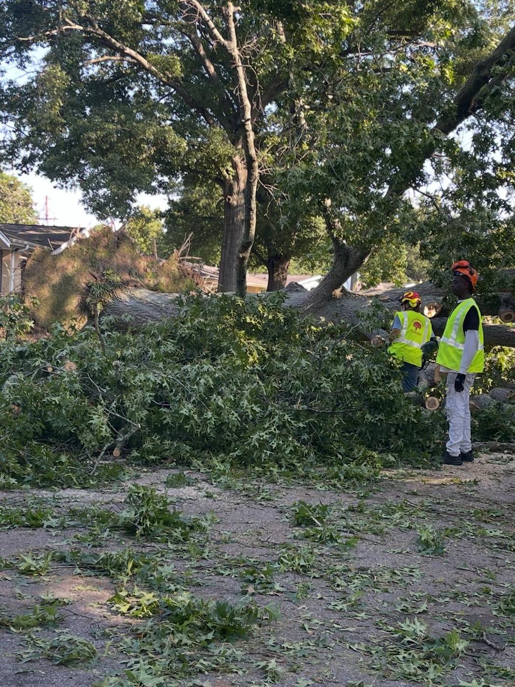 Three crews on one downed hardwood — Aaron&rsquo;s Tree Service, Mid-South