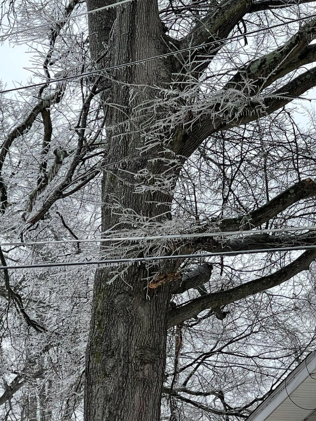 Ice-loaded canopy over a power line — Aaron&rsquo;s Tree Service, Mid-South