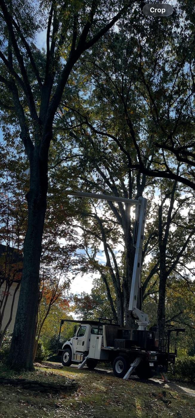 Canopy work from the lift — Aaron&rsquo;s Tree Service, Mid-South