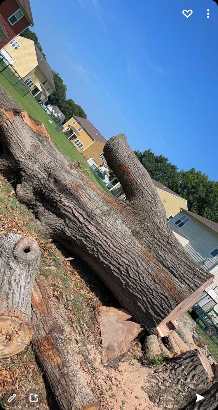 Sectioned trunk ready for the loader — Aaron&rsquo;s Tree Service, Mid-South