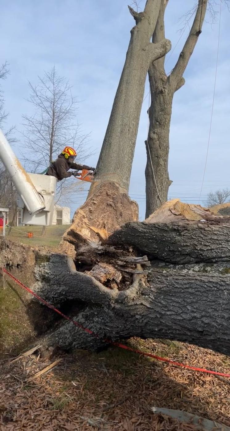 Aaron's Tree Service crane crew on a large removal