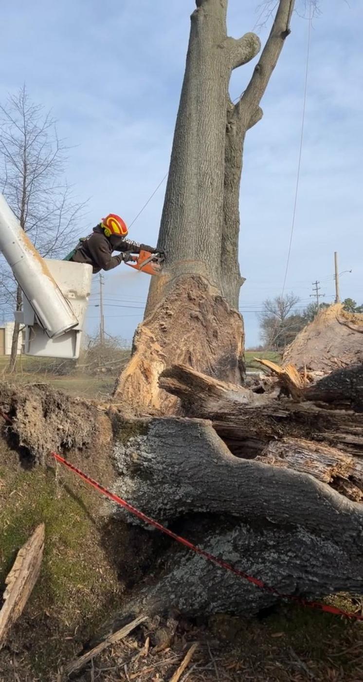 The stump and root plate left behind — Aaron&rsquo;s Tree Service, Mid-South