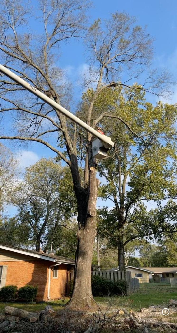 Boom reaching a high limb — Aaron&rsquo;s Tree Service, Mid-South