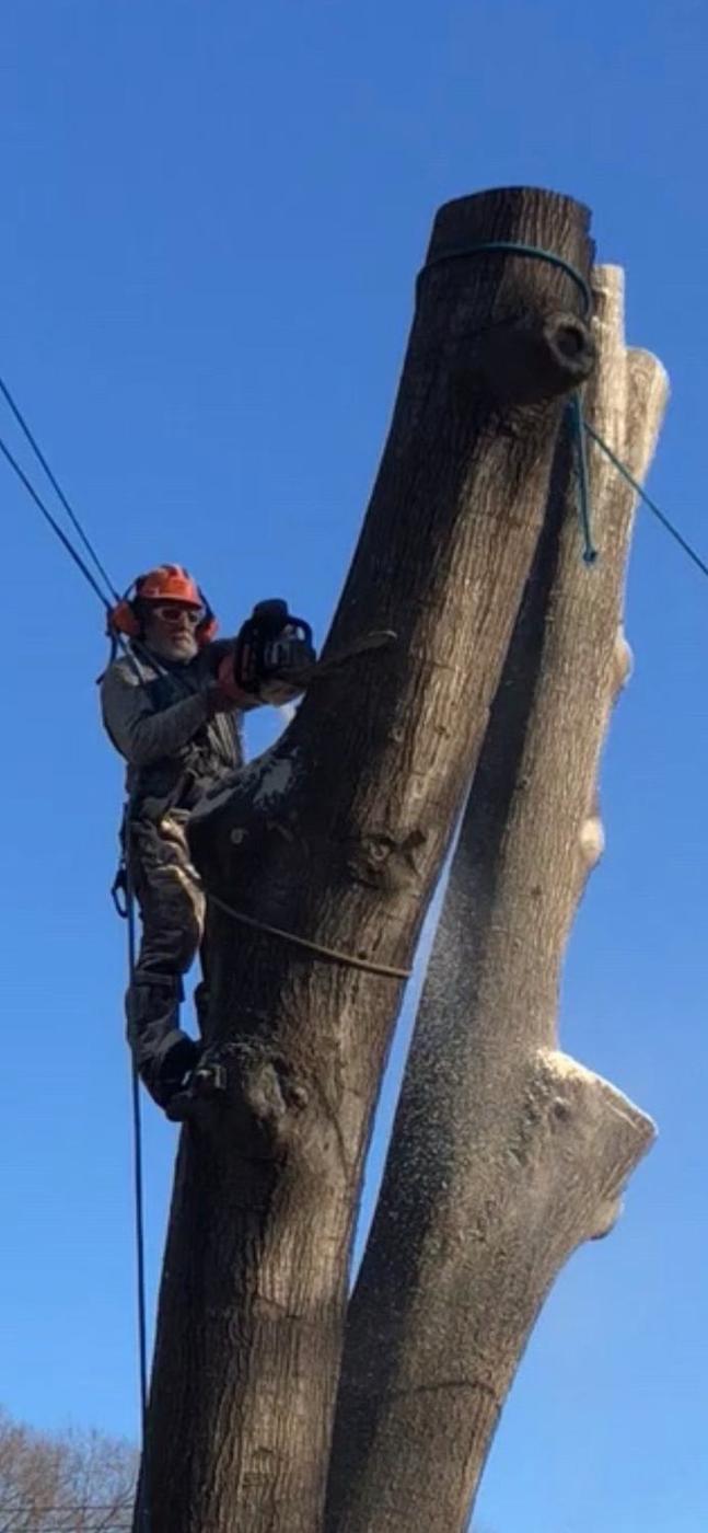 Climbing on rope and saddle — Aaron&rsquo;s Tree Service, Mid-South