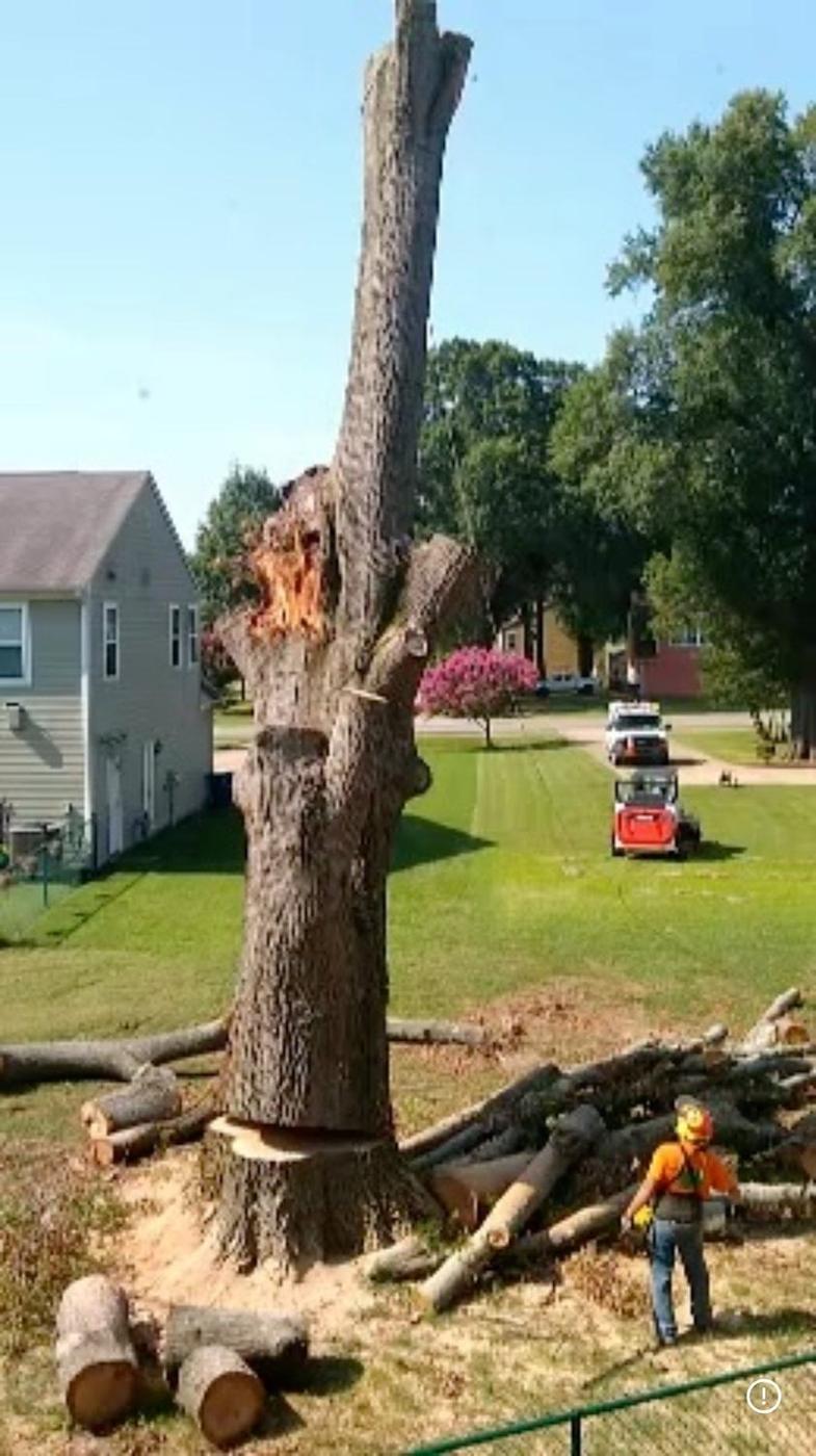 Spar left standing before the final cut — Aaron&rsquo;s Tree Service, Mid-South