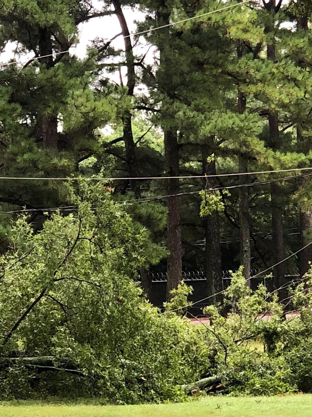 Rigging lines set in the canopy — Aaron&rsquo;s Tree Service, Mid-South