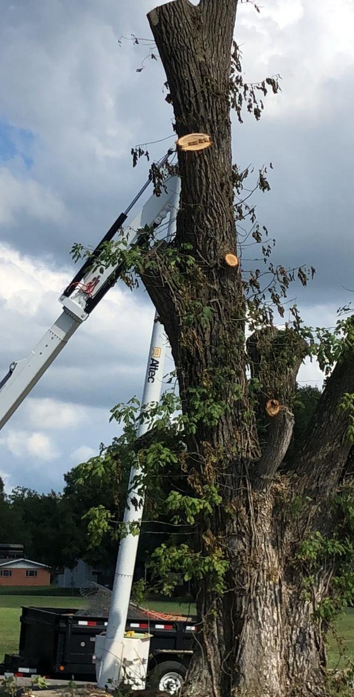 Reaching a limb from the bucket — Aaron&rsquo;s Tree Service, Mid-South
