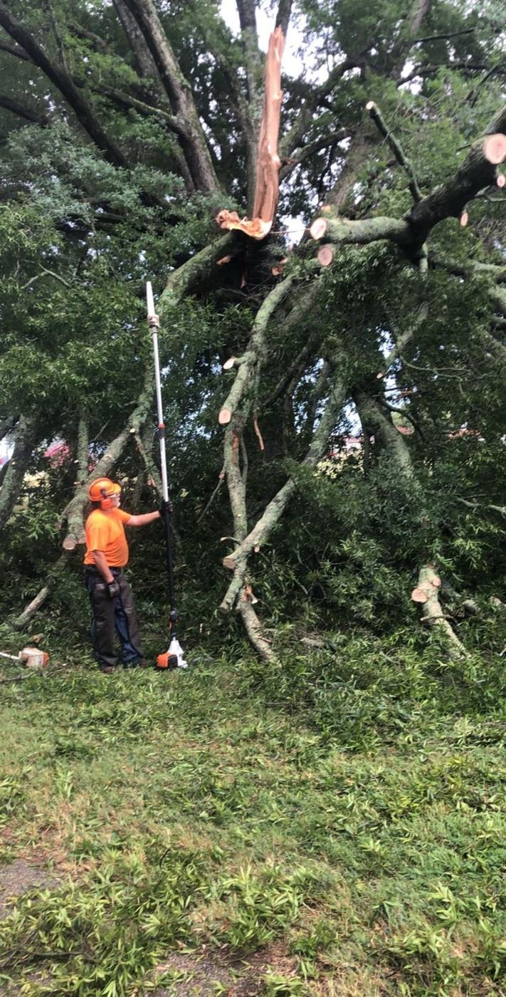 Pole saw work from the ground — Aaron&rsquo;s Tree Service, Mid-South
