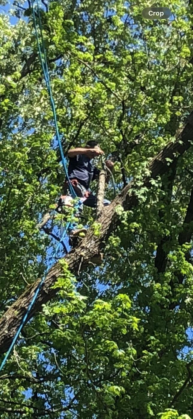 Rigged in and working a limb down — Aaron&rsquo;s Tree Service, Mid-South