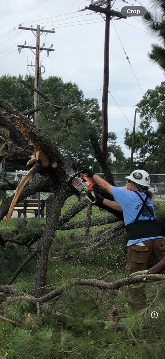 Reduction cuts on a low limb — Aaron&rsquo;s Tree Service, Mid-South
