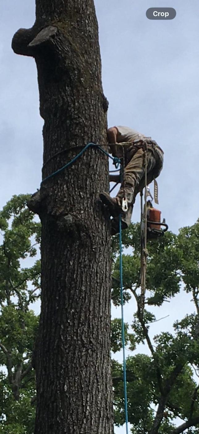 Spar work on rope, saw on a lanyard — Aaron&rsquo;s Tree Service, Mid-South